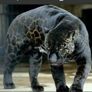 Meet your Posher, Thokozani